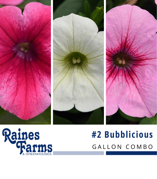 #2: Bubblicious Gallon Combo Pot